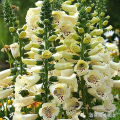 Asian garden indoesnisa Common Foxglove seeds flower seeds for growing